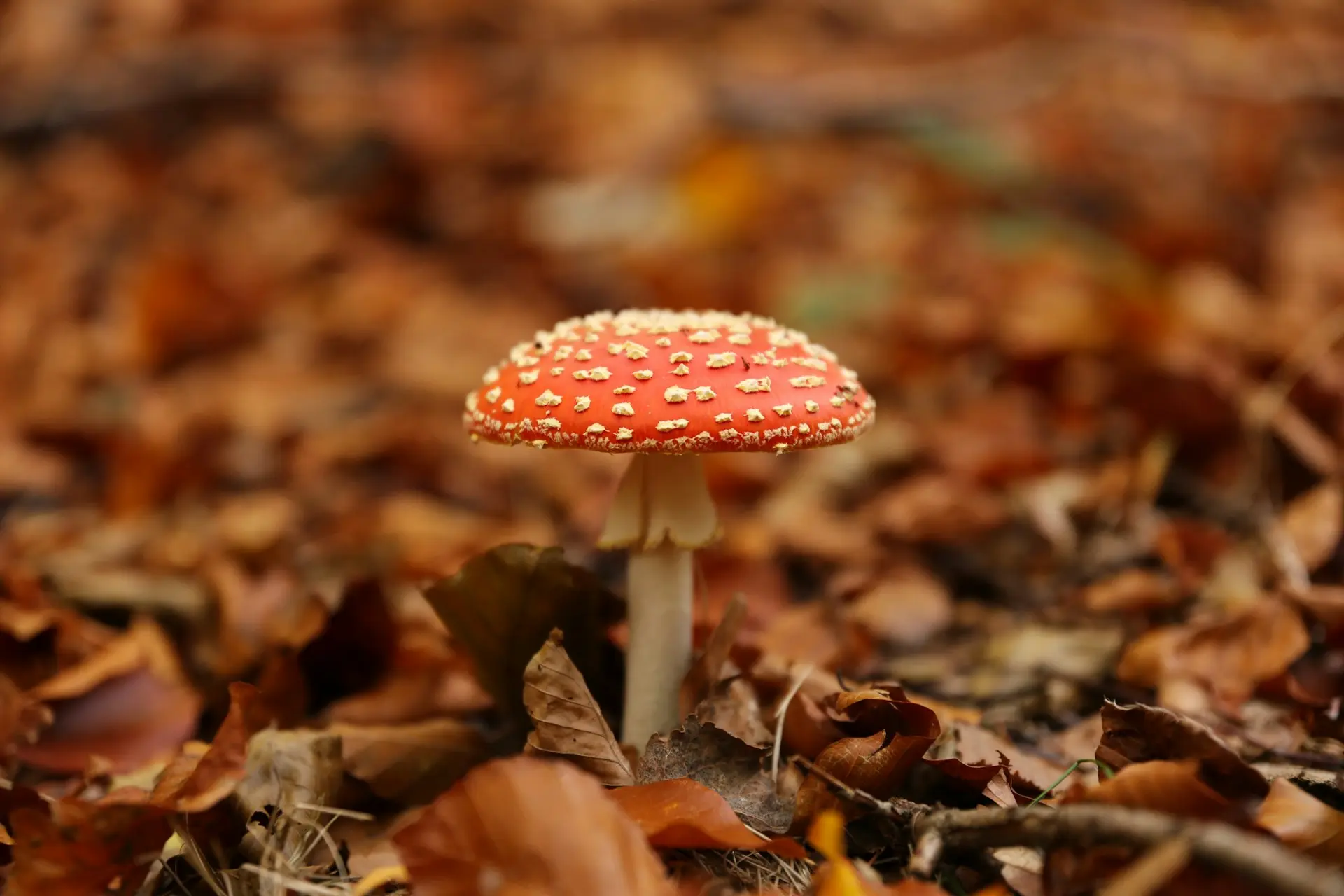 A red capped mushroom with white dots on it, growing out of a leafy forest floor