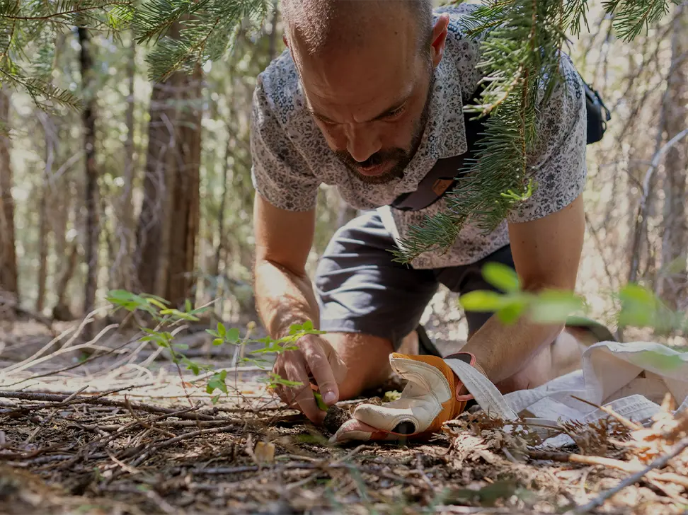 A man on his hand adn knees harvesting a wild mushroom in the forest