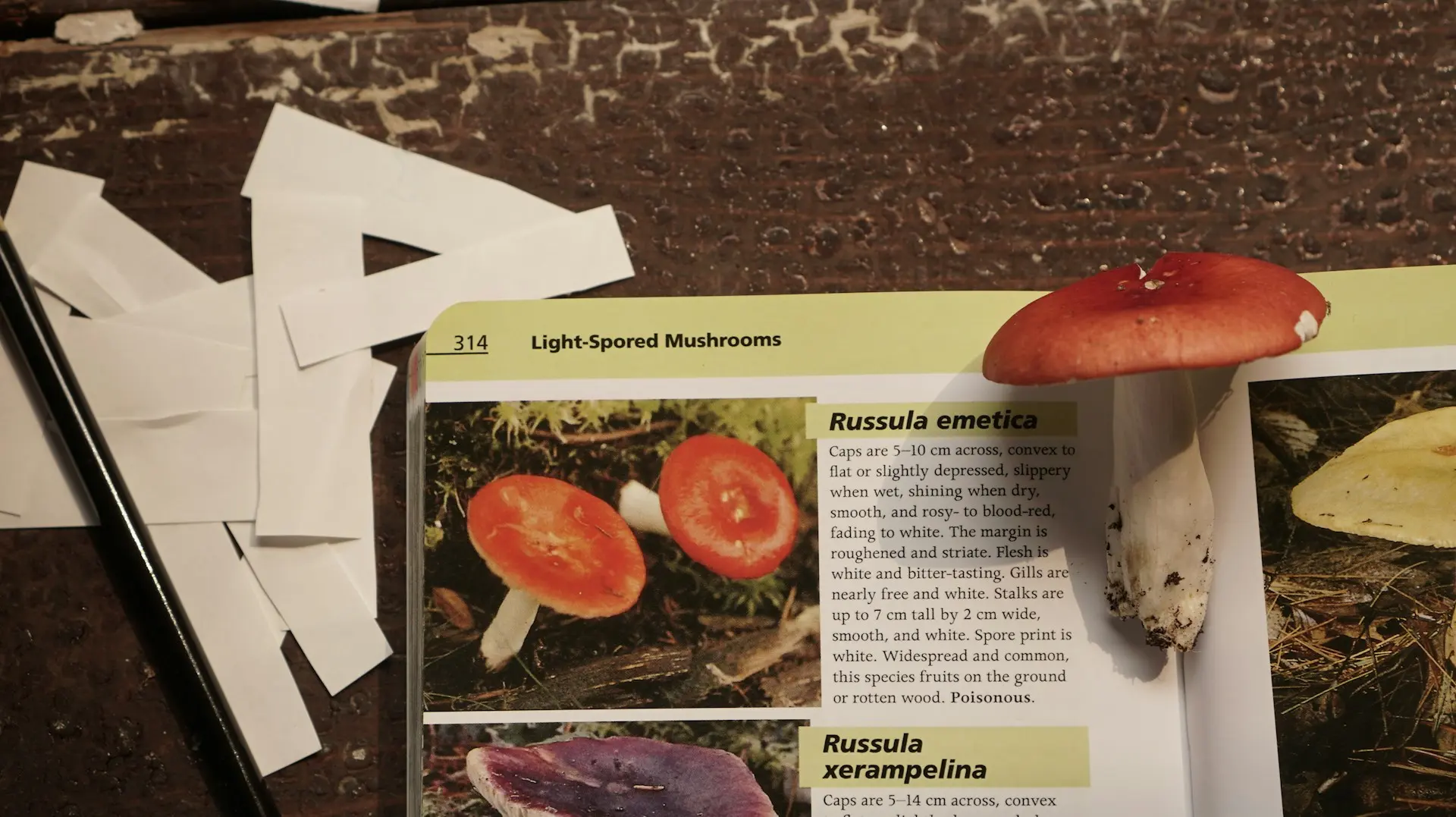 A mushroom on top of a book, showing the informationa about that mushroom
