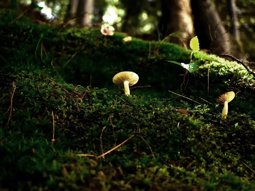 A small white mushroom growing on a mossy forest floor