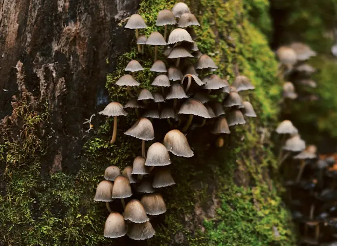 tightly grouped brown mushroom growing up a mossy tree trunk