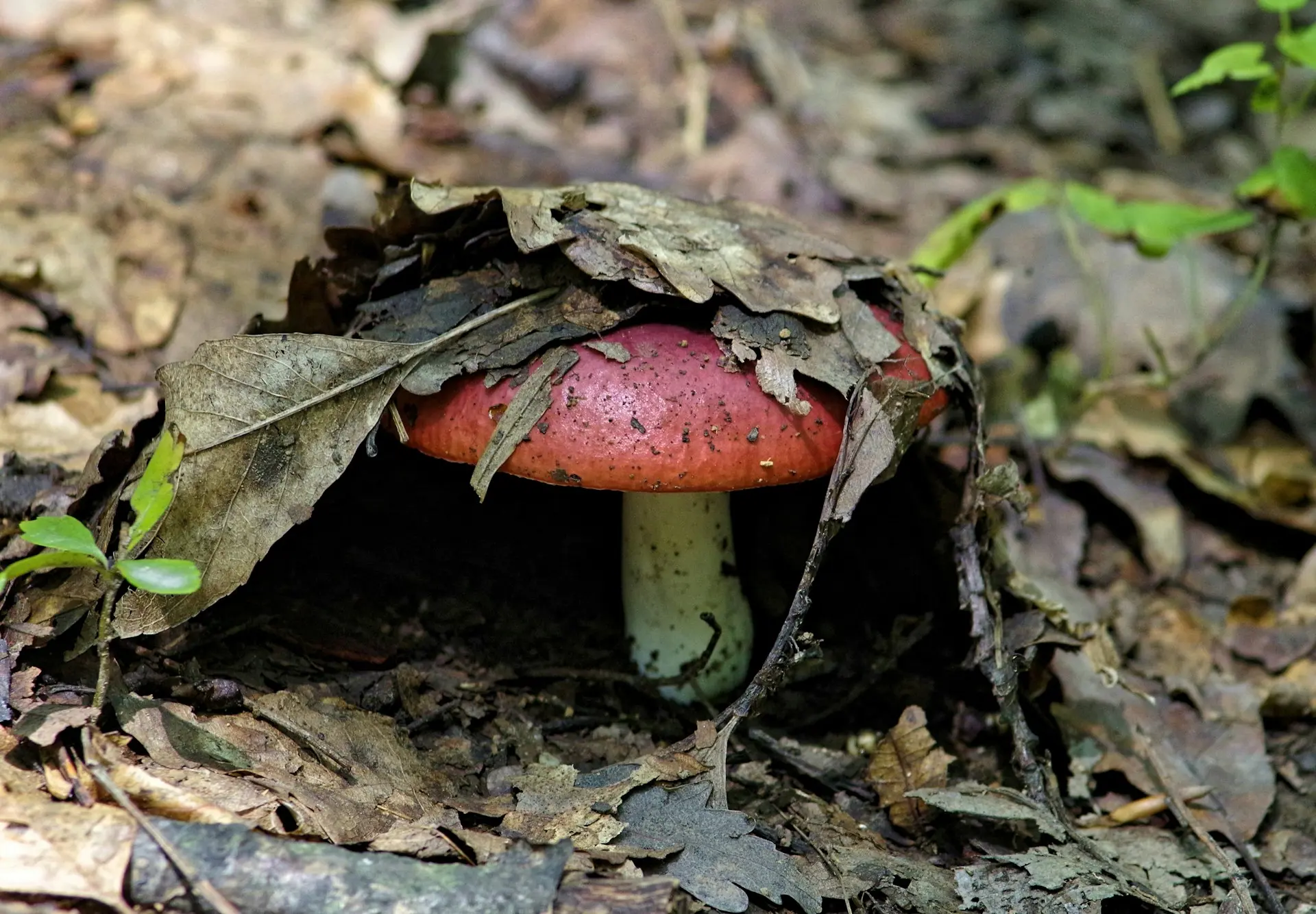 A mushroom with a red cap, poking out from a pile of leaves