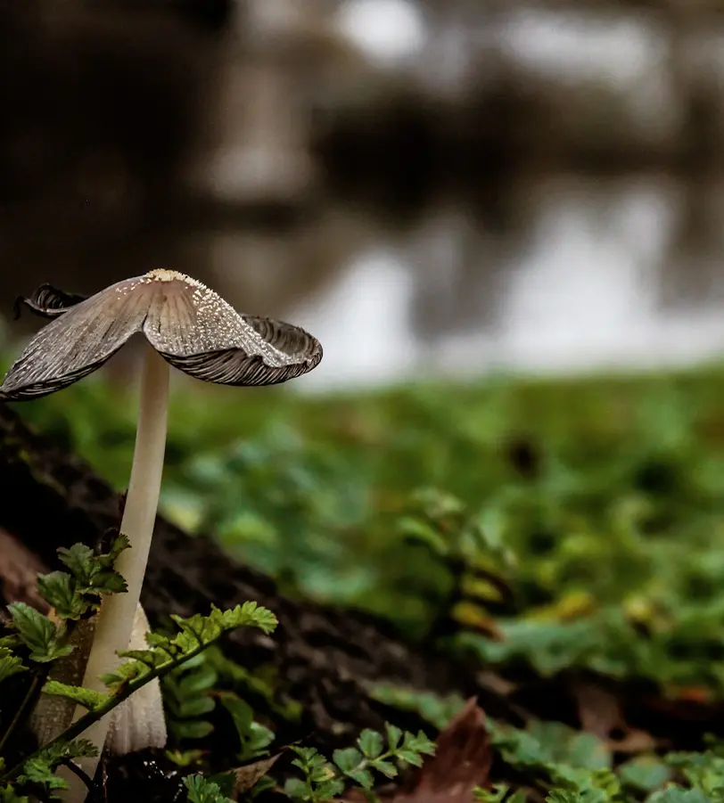 A white mushroom with a large cap growing on the forest floor